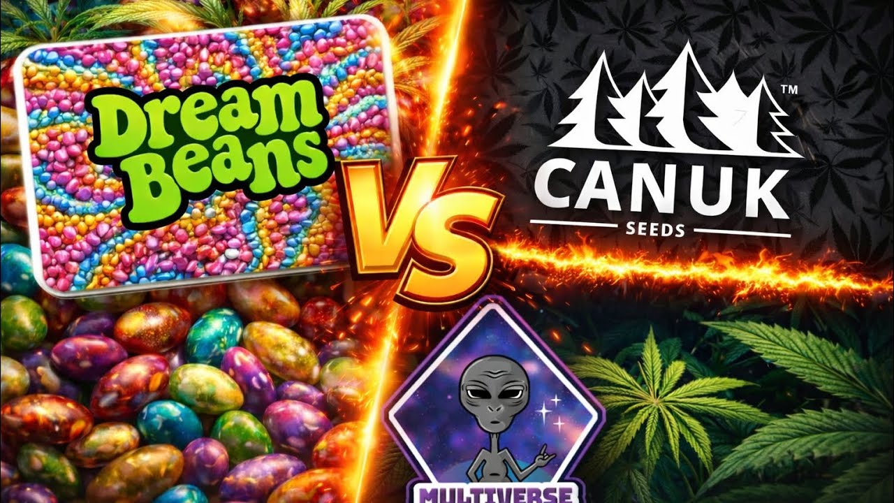 Season 2 of Veg-Harvest Dream 🫘  Multiverse genetics  & Canuk seeds in full swing 
