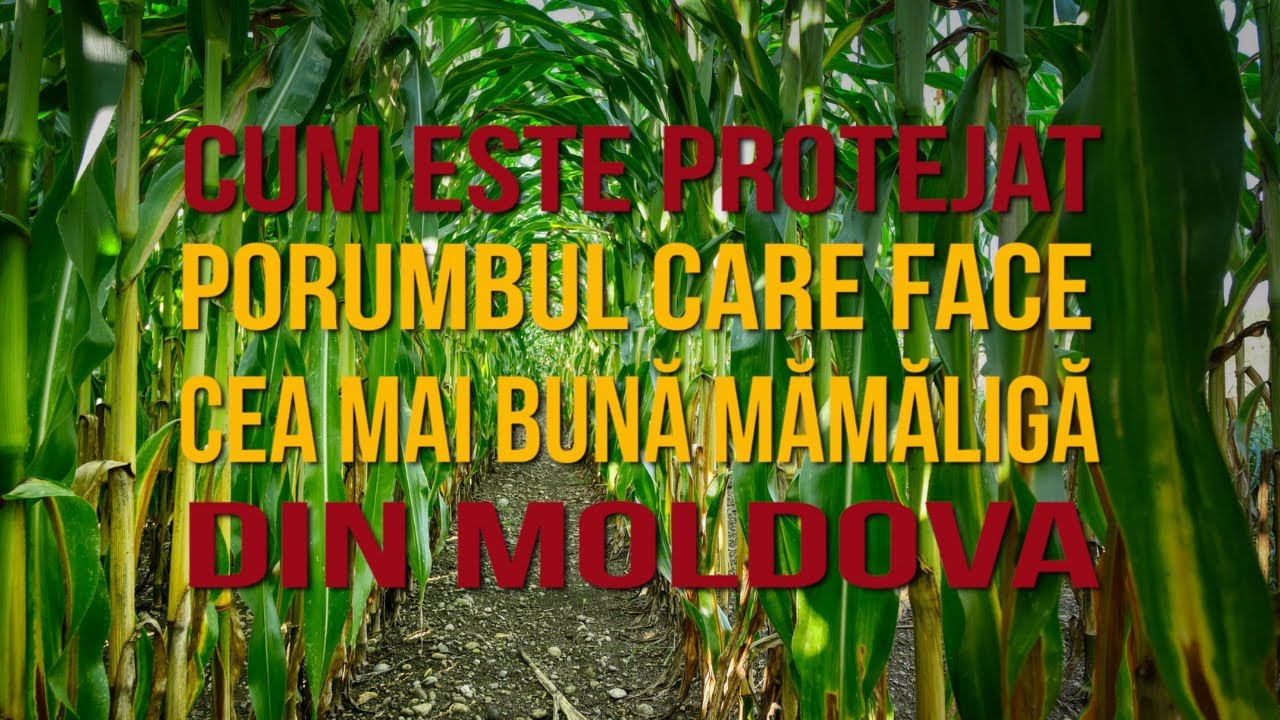 Cum este protejat porumbul care face cea mai bună mămăligă din Moldova / România văzută din tractor
