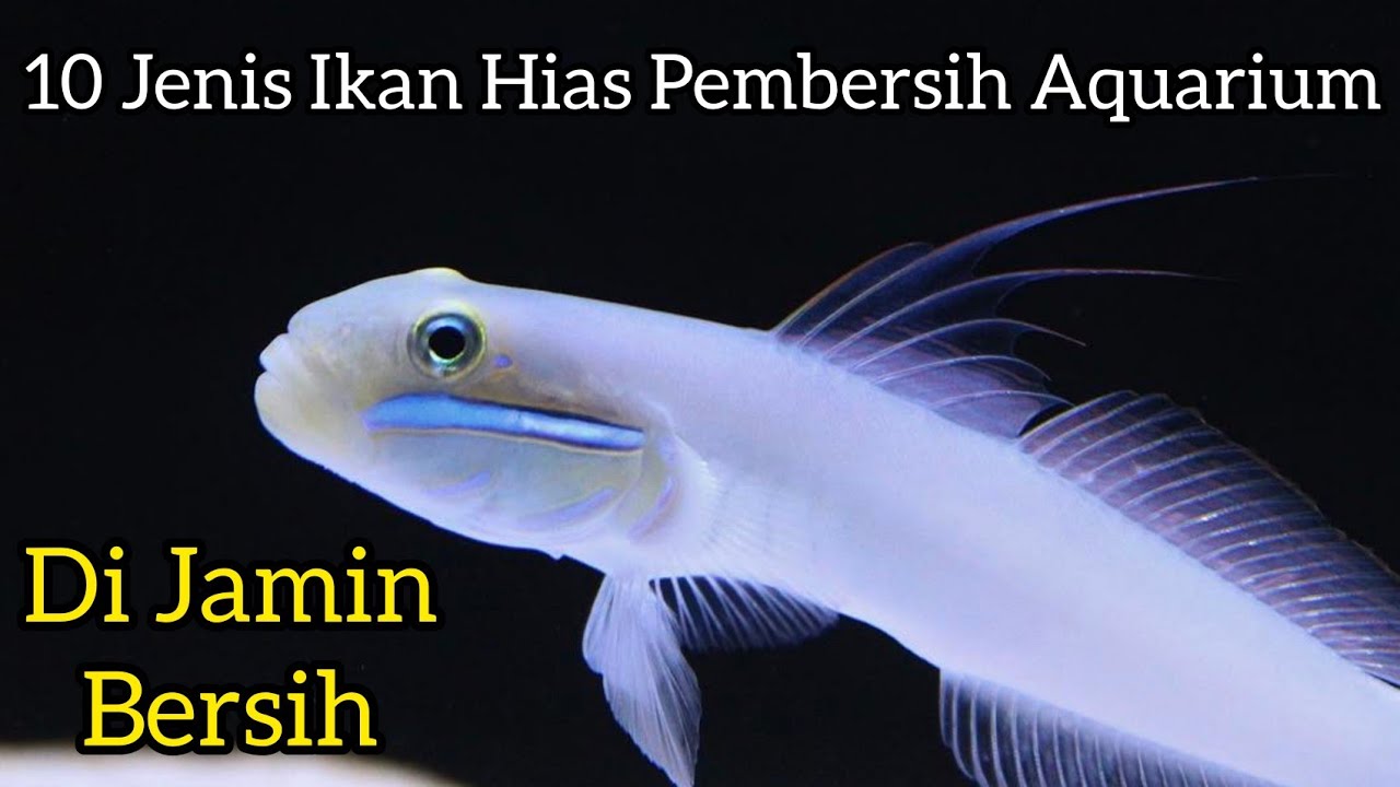 Jenis Ikan Hias Pembersih Aquarium Yang Cantik