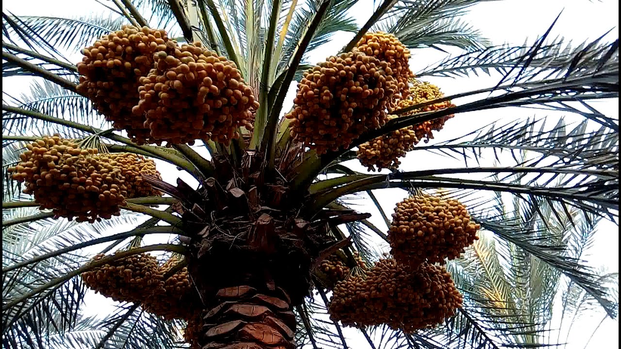 علامات نضج البلح البرحي