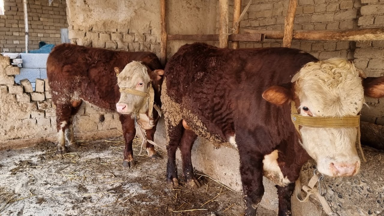 Dehqonda ikki bosh Grefod buqalar shoshilamiz 👍👍👍👍.