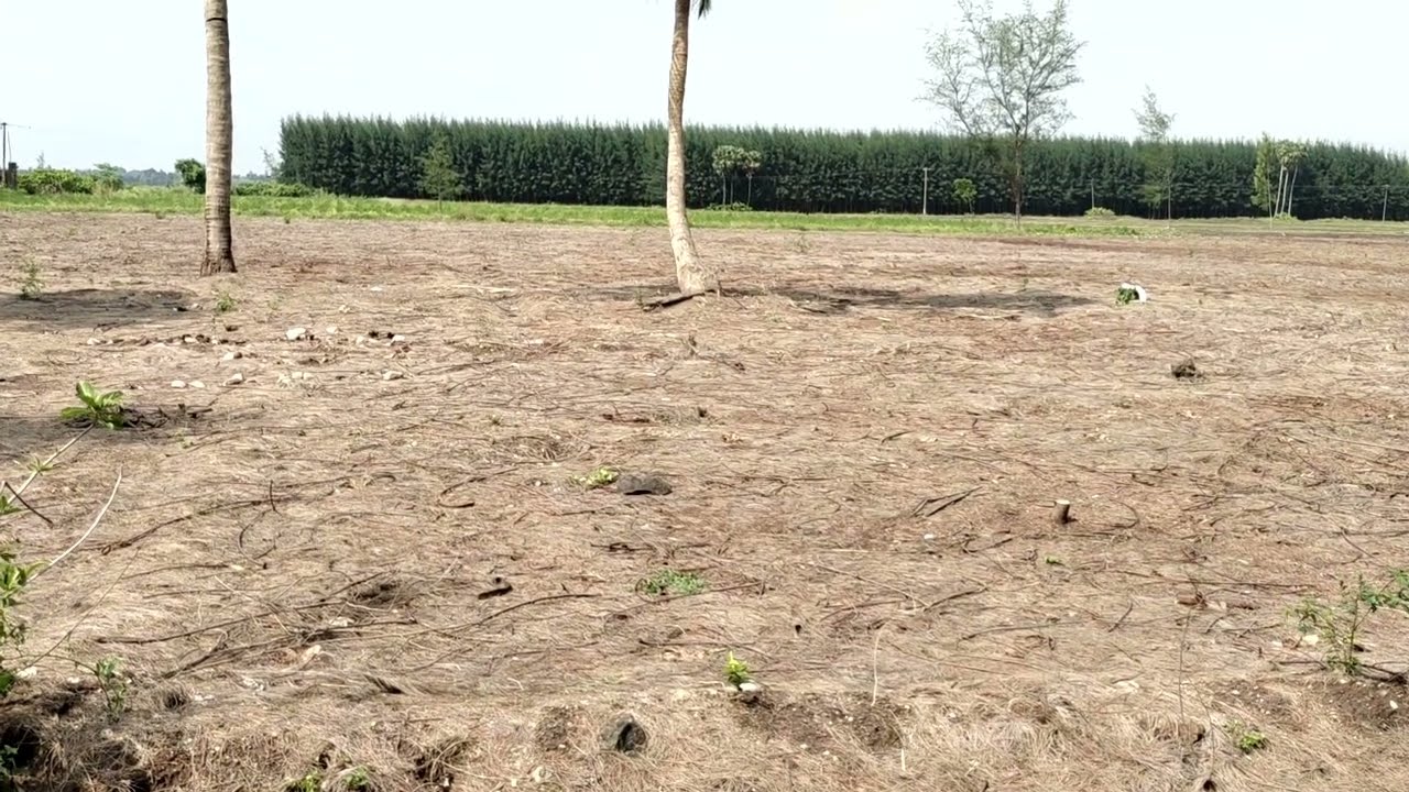No: 133 On Road Agriculture Property For Sale Near Marakkanam | 9843126285