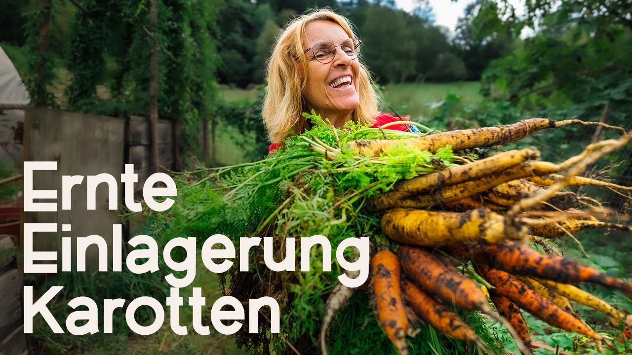 Karottenernte 2024: Tipps zur Karottenernte und die perfekte Lagerung über den Winter! 🥕