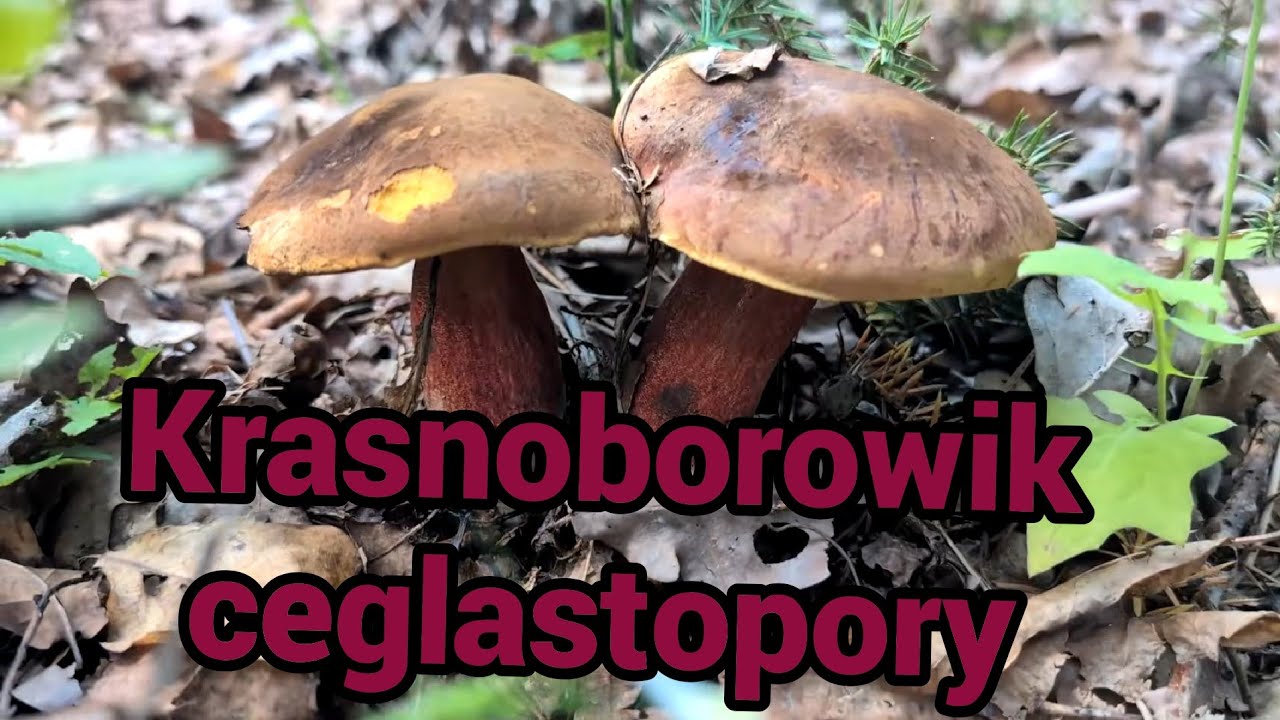 Prawdziwki Borowiki - Krasnoborowik ceglastopory szok! Ale trafiliśmy 