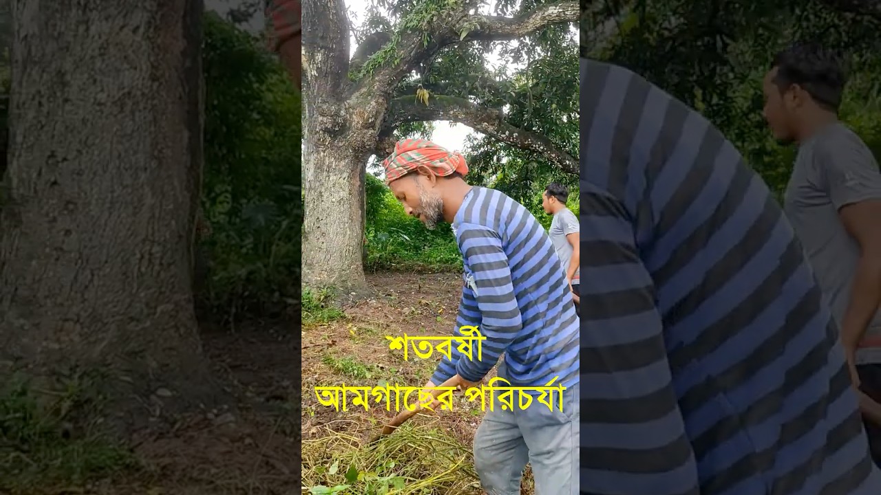 শতবর্ষী আমগাছের যত্ন 🌳 আগাছা দমন ও ফলন বৃদ্ধির টিপস | Mango Tree Bangladesh [Krishoz]