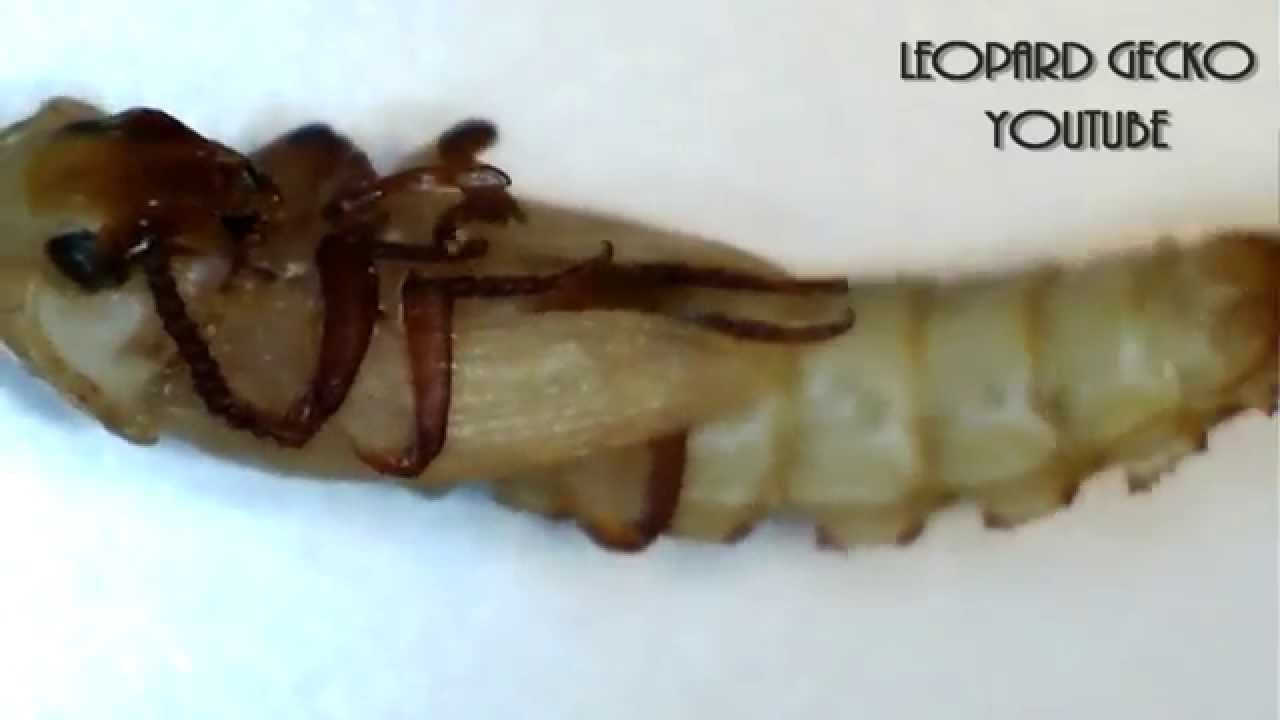 Mealworm Pupa Hatching Into Darkling Beetle (Microscope)