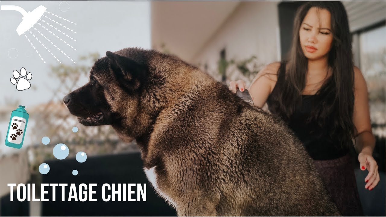 LAVER SON CHIEN  💦🐶 Toilettage de Malcolm   || Malcolm The Akita