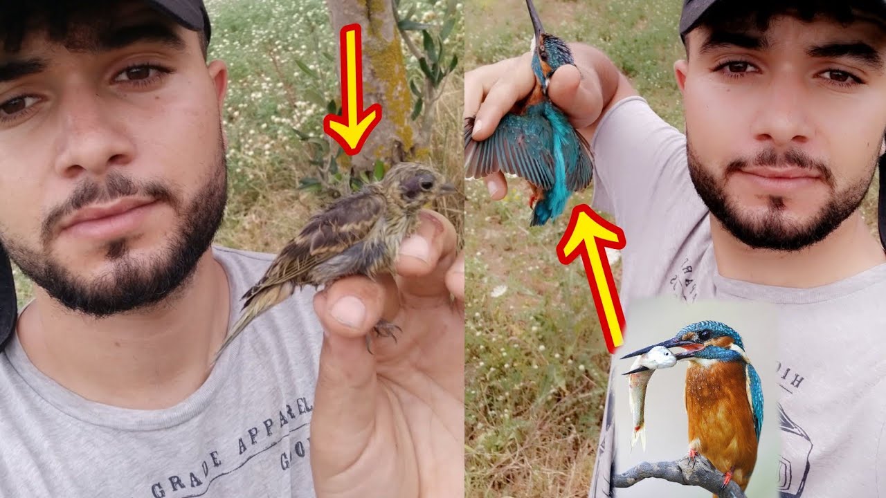 رحلة صيد الحسون  5 فراخ النينو و طائر Martin في رحلة صيد فراخ الحسون