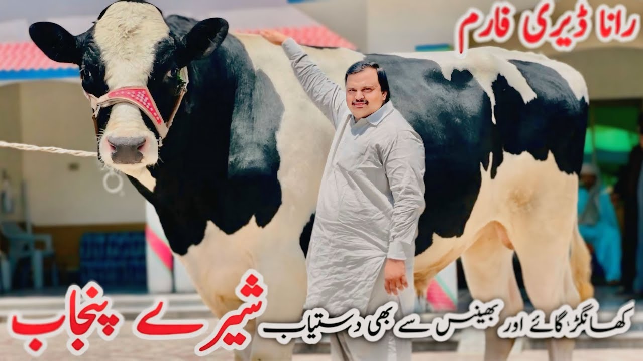Rana Dairy Farm | Khanger cows And Buffalo&rsquo;s | Biggest Bull For sale