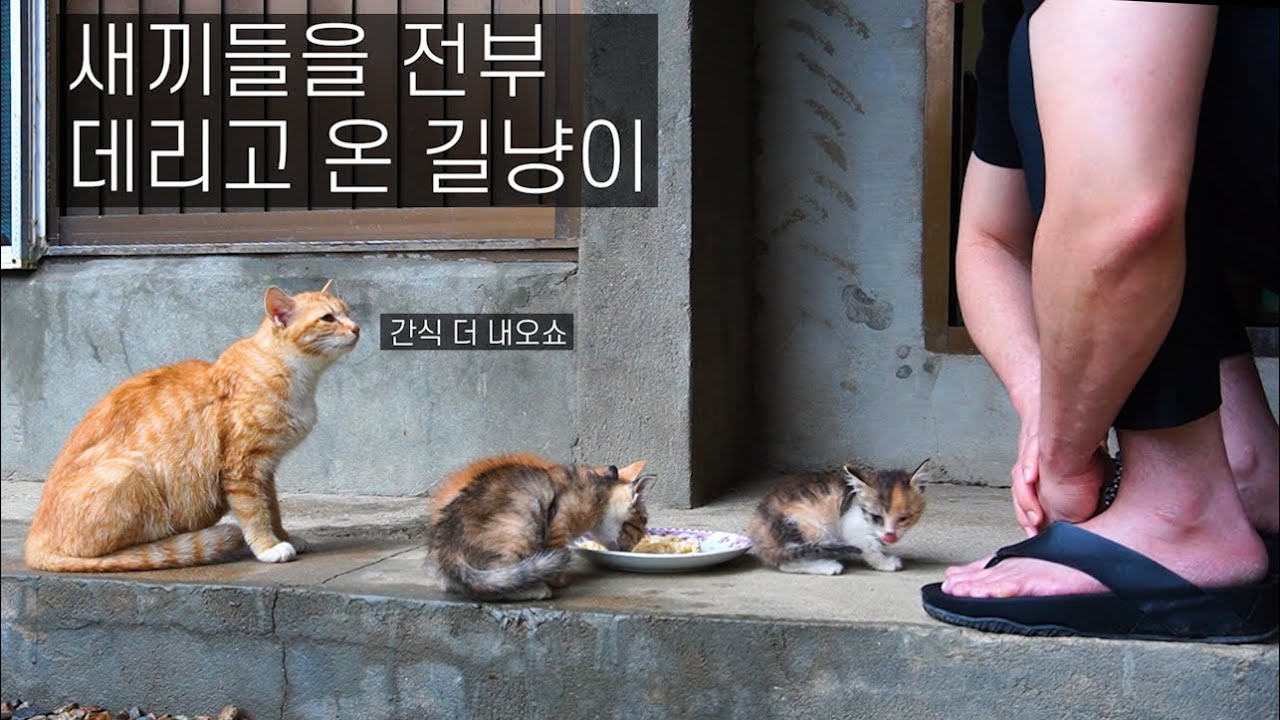 간식을 내놓지 않으면 큰일 날 것 같다