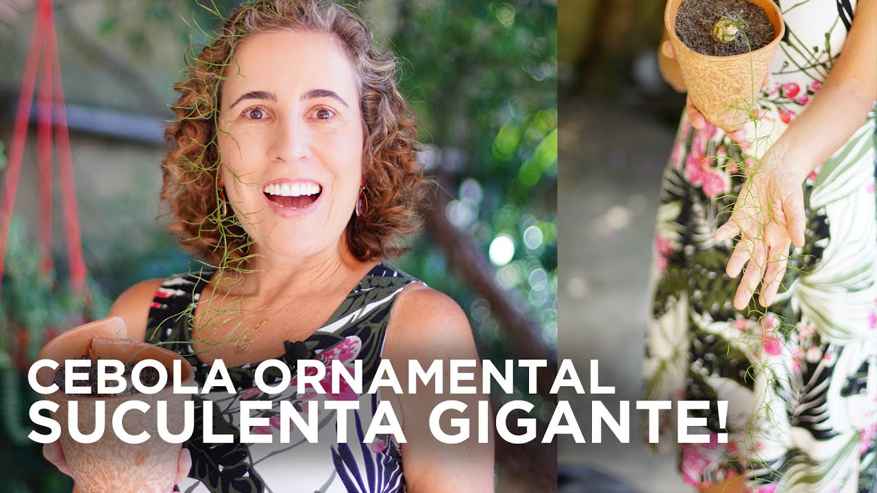 UMA SUCULENTA TREPADEIRA! CEBOLA ORNAMENTAL - DICAS DE CULTIVO E REPLANTIO | Nô Figueiredo
