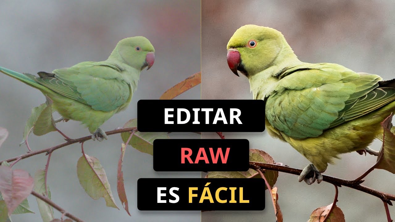 Editar RAW es FÁCIL si tienes un plan | Consejos para fotógrafos principiantes