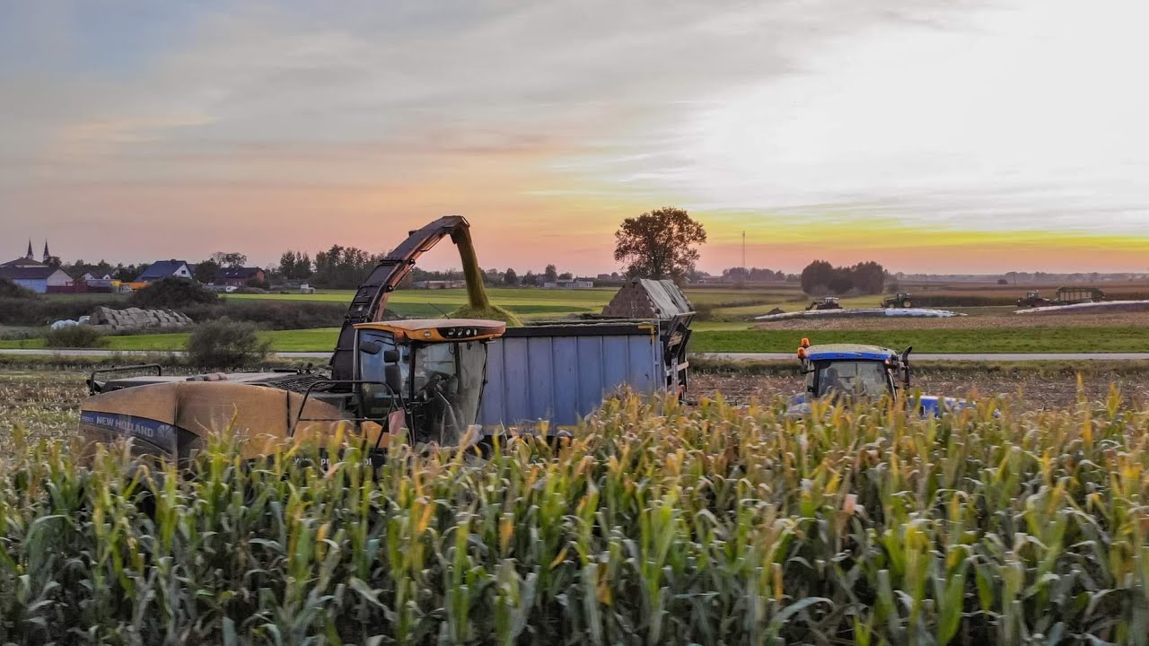 Koszenie kukurydzy o zachodzie słońca z NEW HOLLAND'EM FR550