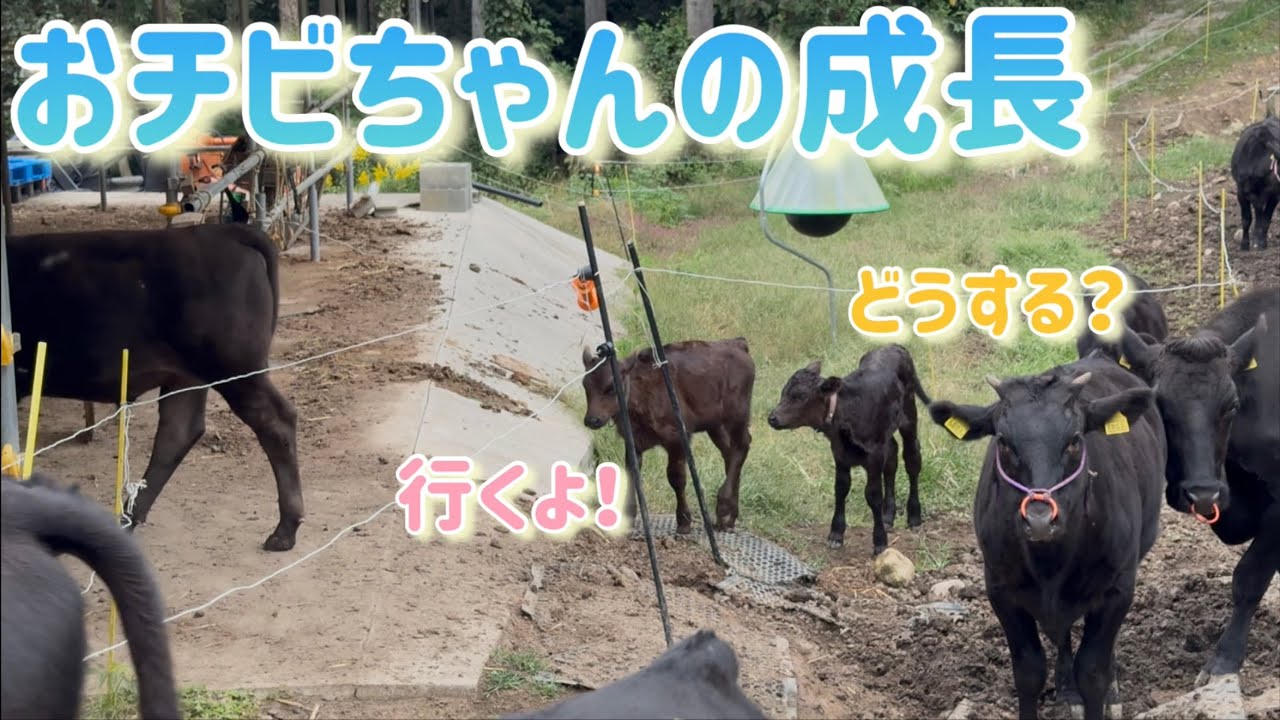 おチビちゃん達の成長