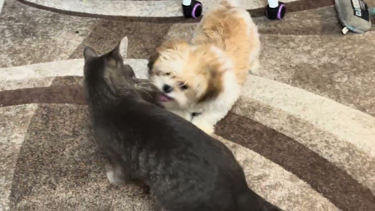 14 minutes of puppy and cat wrestling /playing/fun animal play