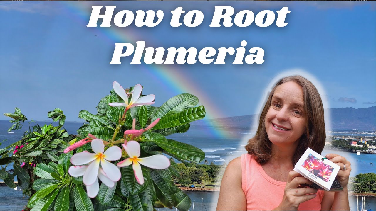 How to Root a PLUMERIA Cutting! The BEST Method! Easy, DIY Propagation