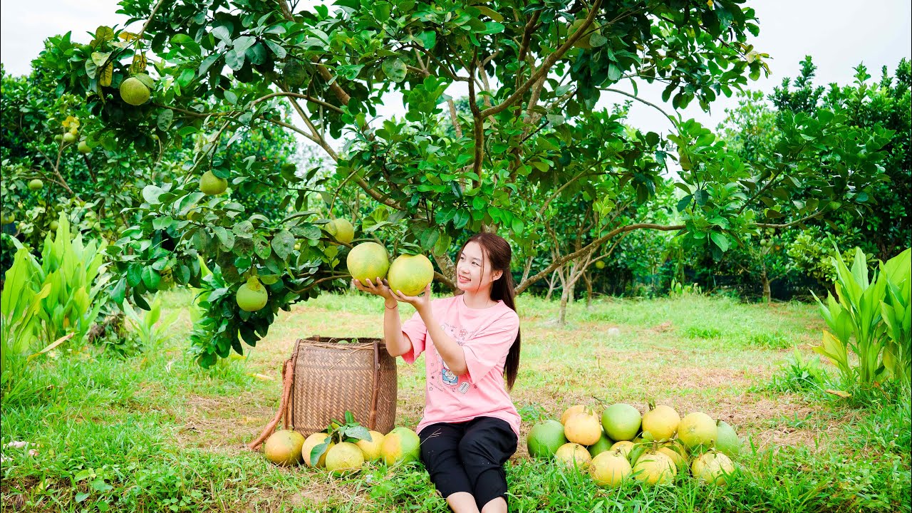 Harvesting Grapefruit Go to village market sell, Build a new vegetable garden | Thảo bushcraft