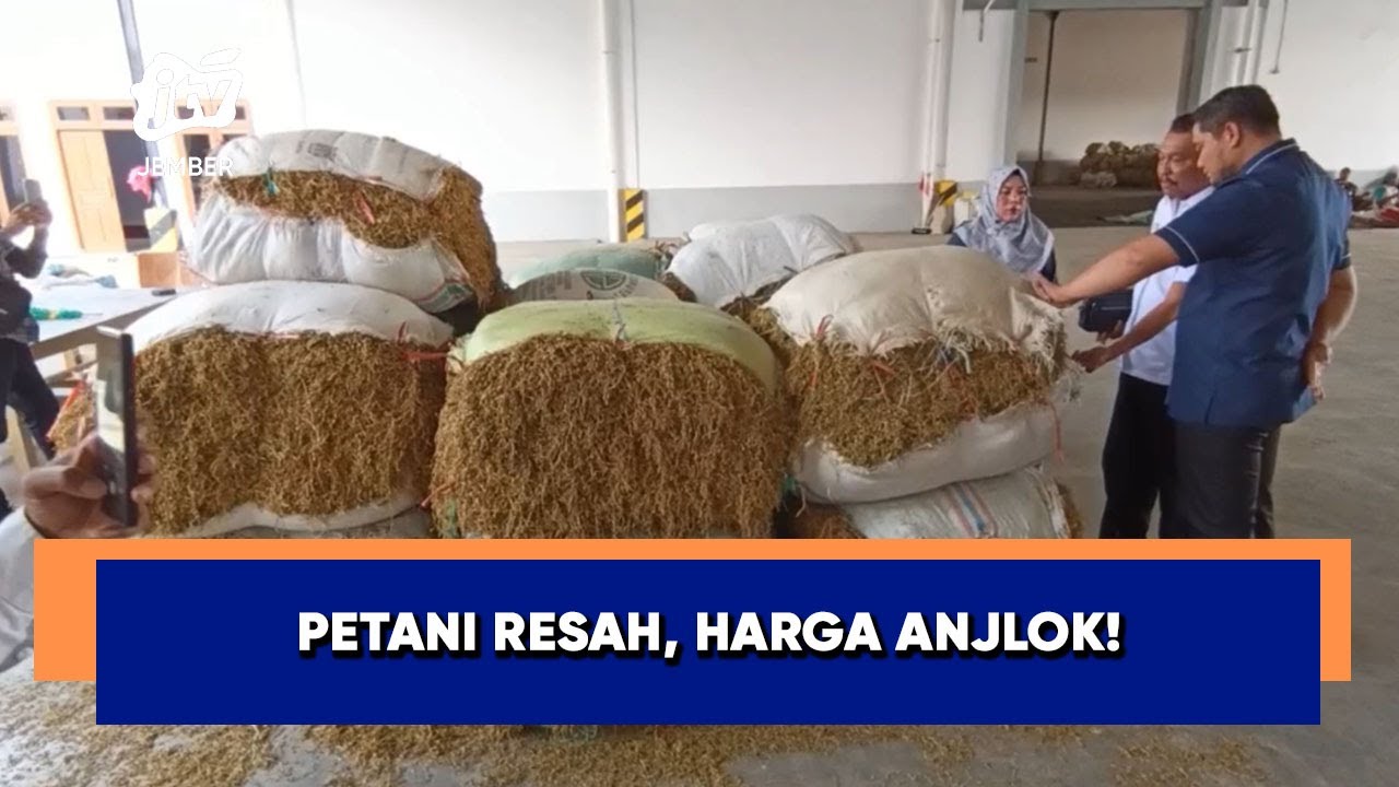 DPRD Sidak Gudang Tembakau Probolinggo: Petani Resah, Harga Anjlok!