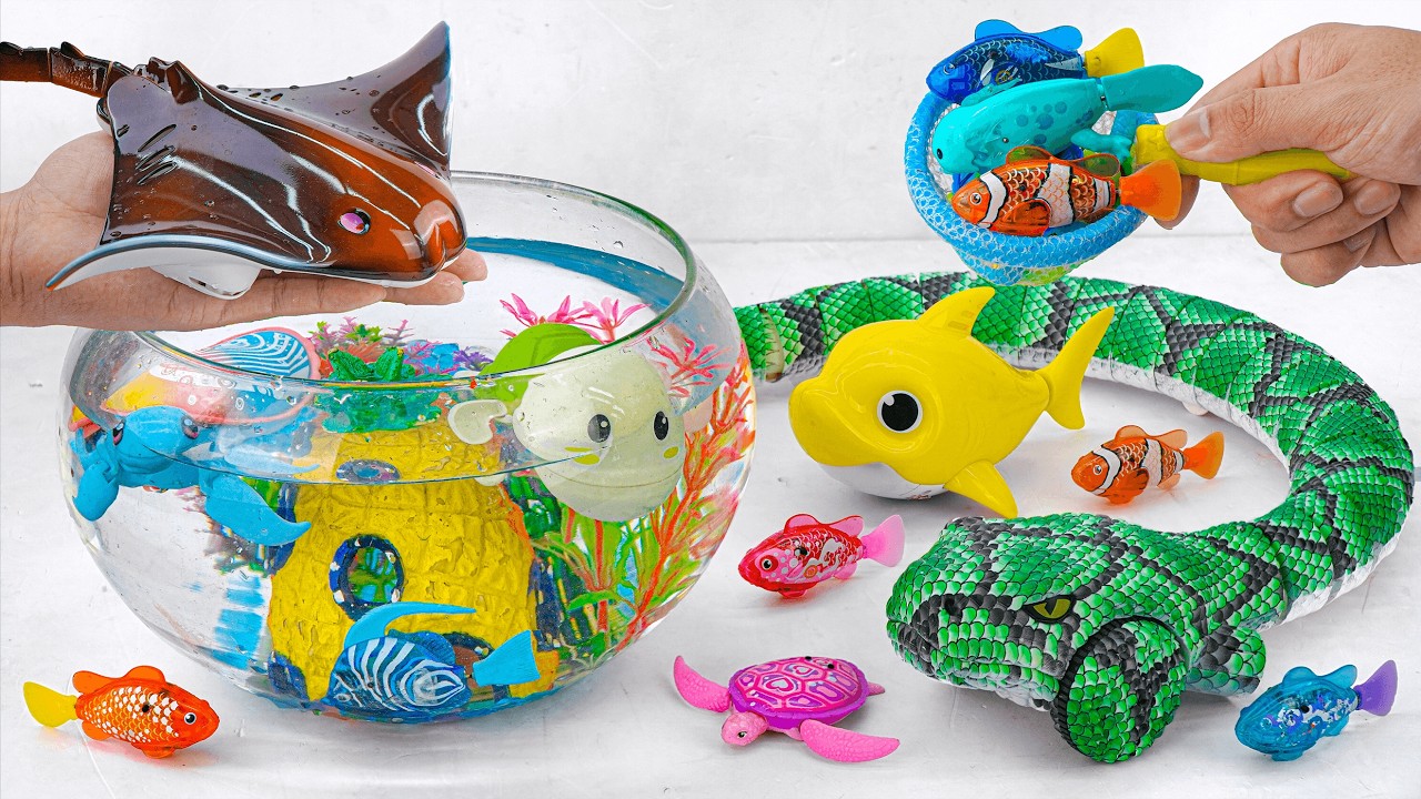 [🐟Toy asmr🐟] RC Manta Ray & Snake & Zuru Robo Fish & Alive Aquarium ASMR Satisfying with Unboxing