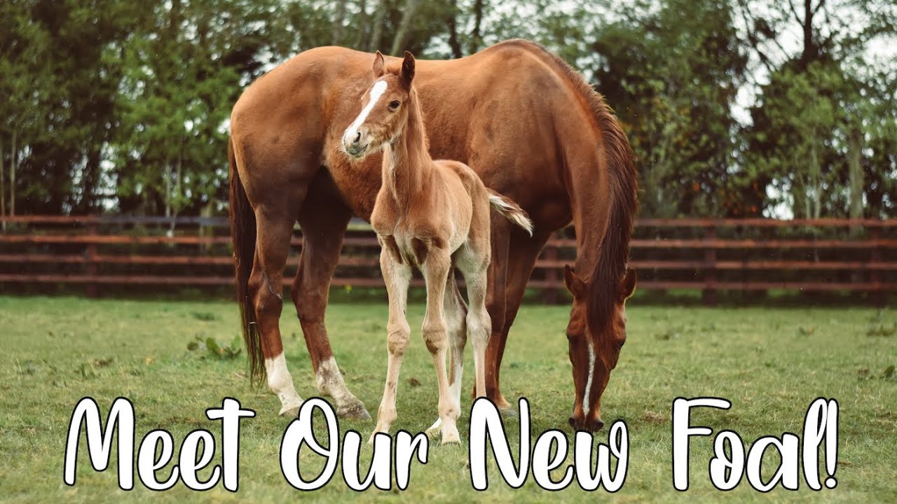 MEET OUR NEW FOAL! // Foaling Story Time With VIDEOS and Name Reveal