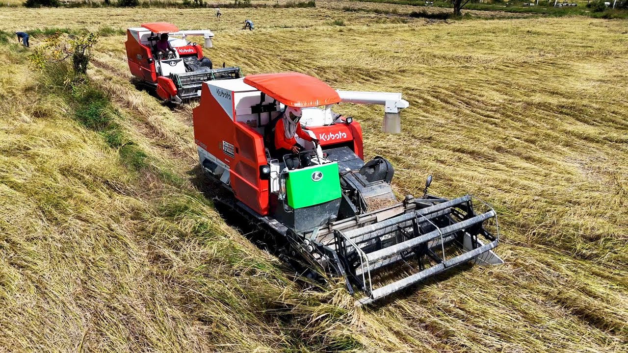 Perfect Action Team Combine Harvester Kubota DC108X Cutting At Farms Cambodia