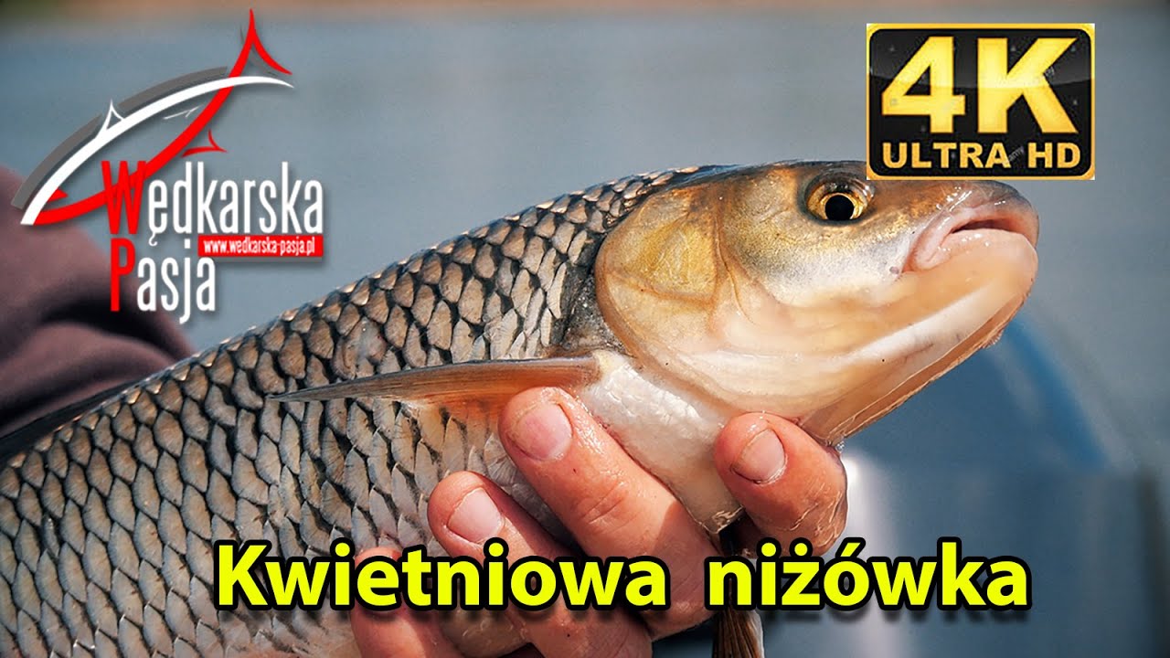 Kwietniowa niżówka odc. 148 | #spinning nad rzeką | #wędkarstwo 4K