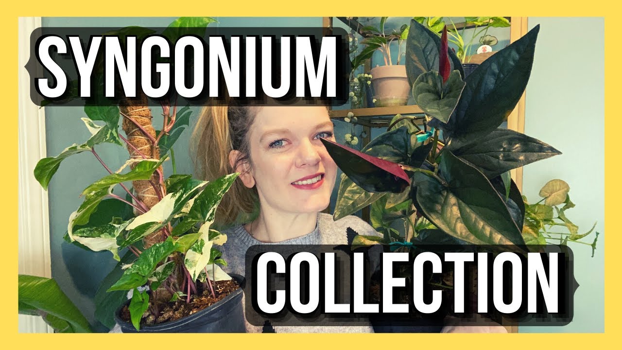 My Syngonium Houseplant Collection  ||  Soiled Plant
