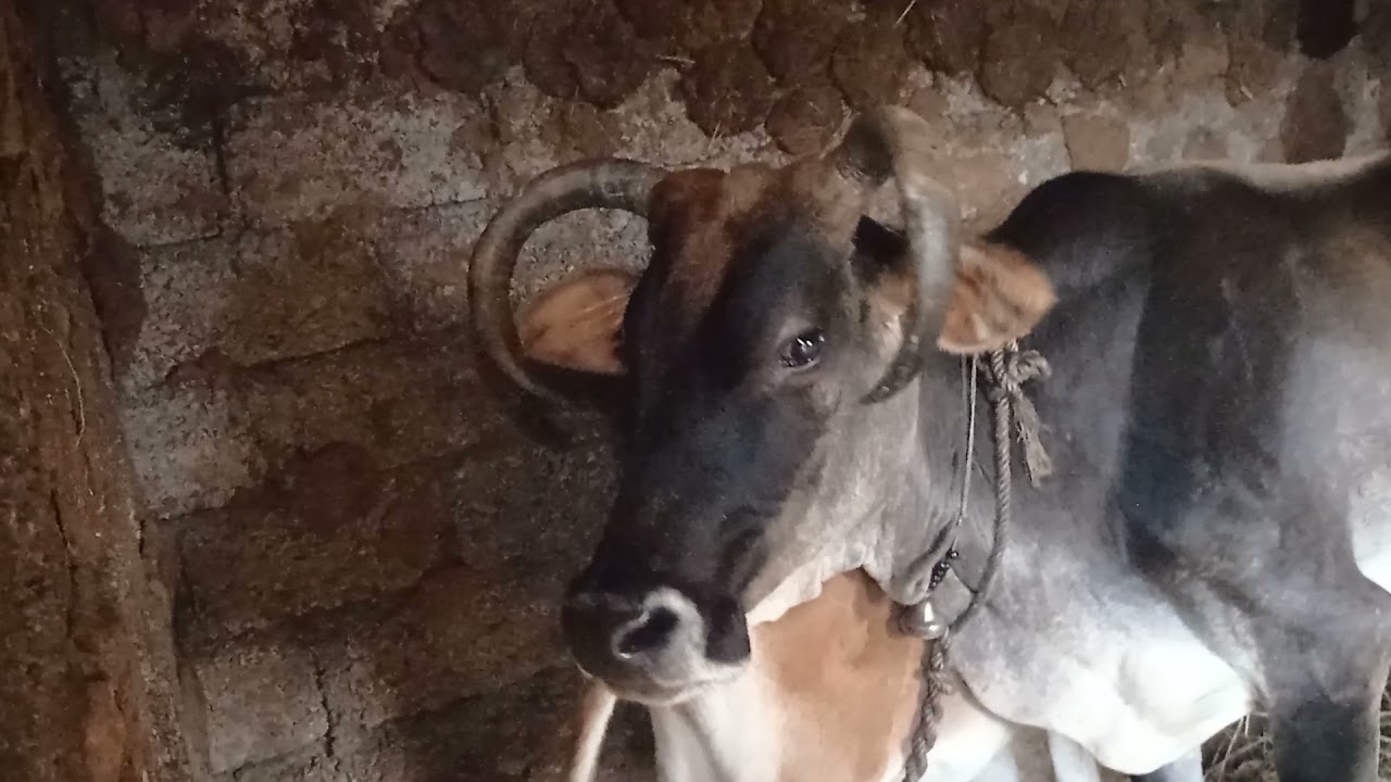 तो  कुछ ऐसे निकाला जाता है पहाड़ी गाय का दूध🥰🥰🐂🐂/phadi cow/cow milking😀😀😀😀