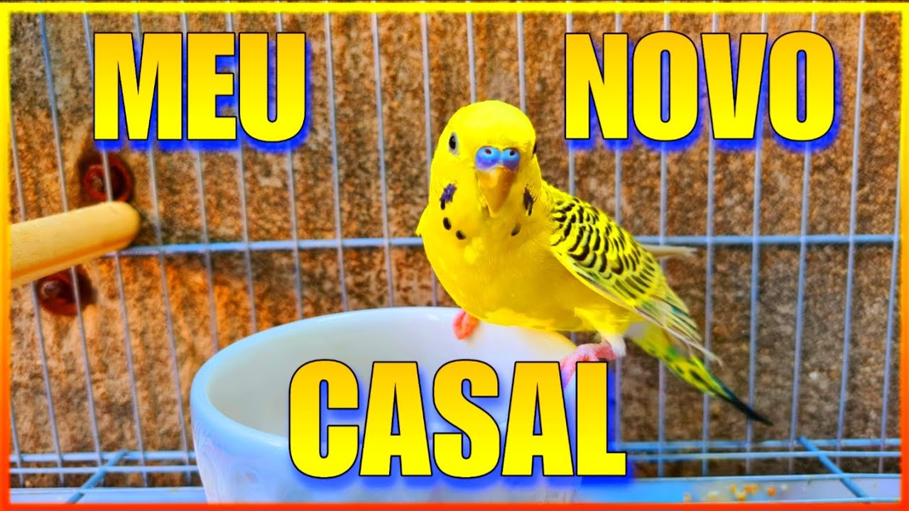 casal de periquito TEXAS com COAL FACE