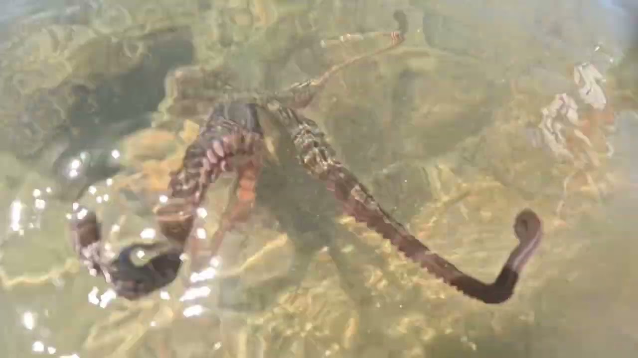 OCTOPUS Surprise at Turkey Point! 🐙🔥 Fishing & Exploring the Flats