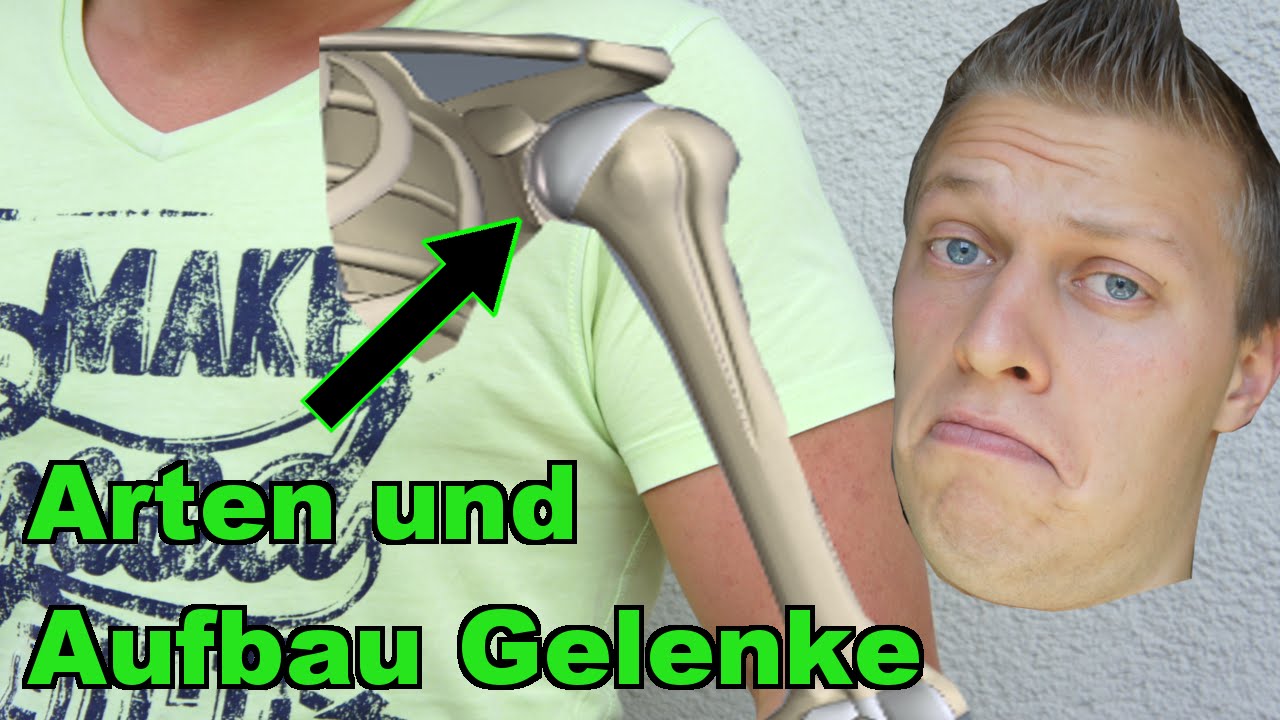 Die Arten und der Aufbau der Gelenke - Prüfungsstoff für Fitnesstrainer B-Lizenz