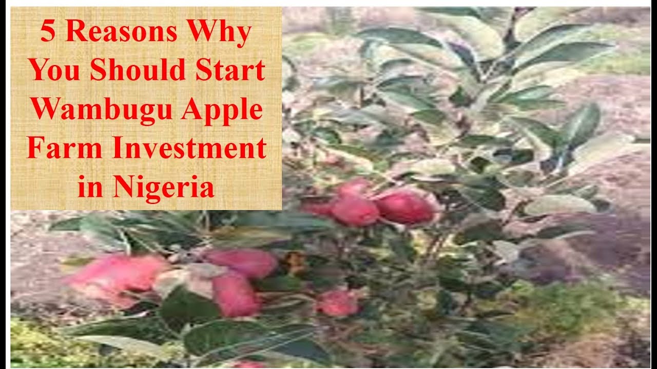 5 Reasons Why you Should Consider Starting Wambugu Apple Farming in Nigeria