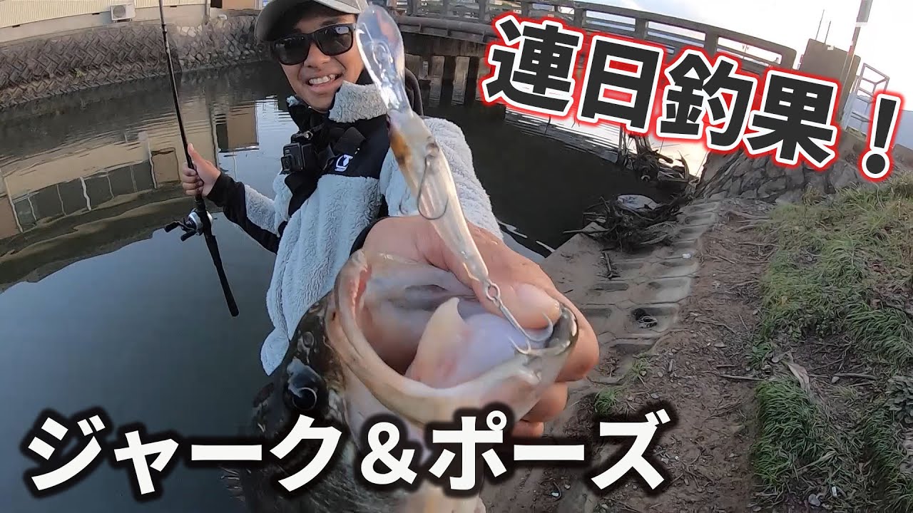 連日釣果が出ているソウルシャッドのジャーク＆ポーズ！