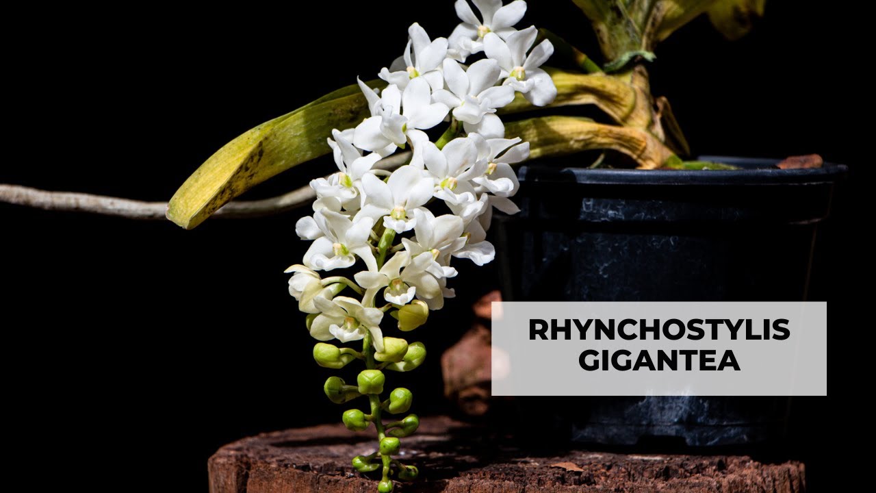 Orquidea Rhynchostylis gigantea