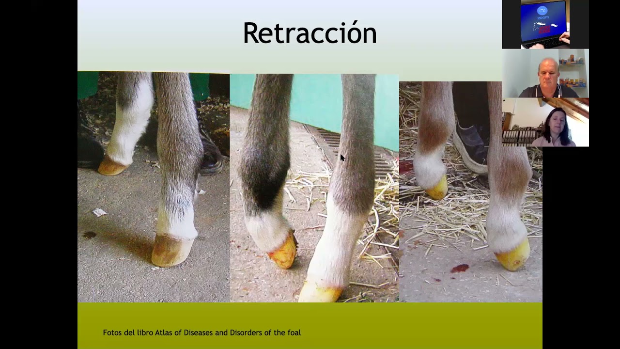 Retracción de tendones y artritis sépticas, en potrillos neonatos. Susana Wacholder, veterinaria,UBA