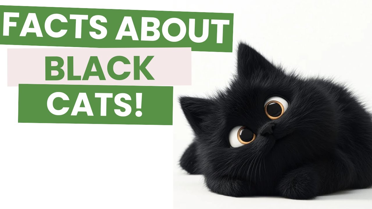 Black Cats: Bad Luck or Good Luck? The Shocking Truth