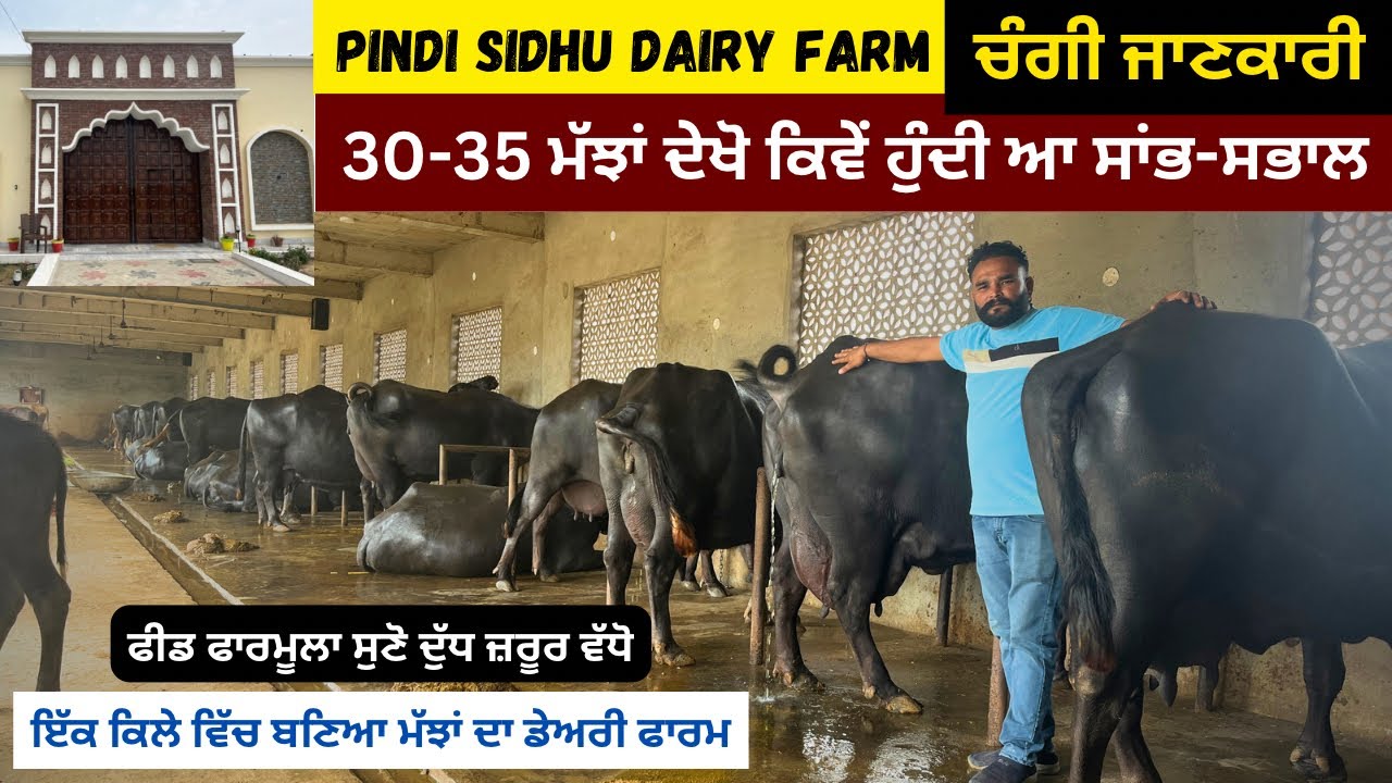 30-35 ਮੱਝਾਂ ਦਾ ਡੇਅਰੀ ਫਾਰਮ ਦੇਖੋ ਕਿਵੇਂ ਹੁੰਦੀ ਸਾਂਭ-ਸਭਾਲ || Pindi Sidhu dairy farm #dairyfarm