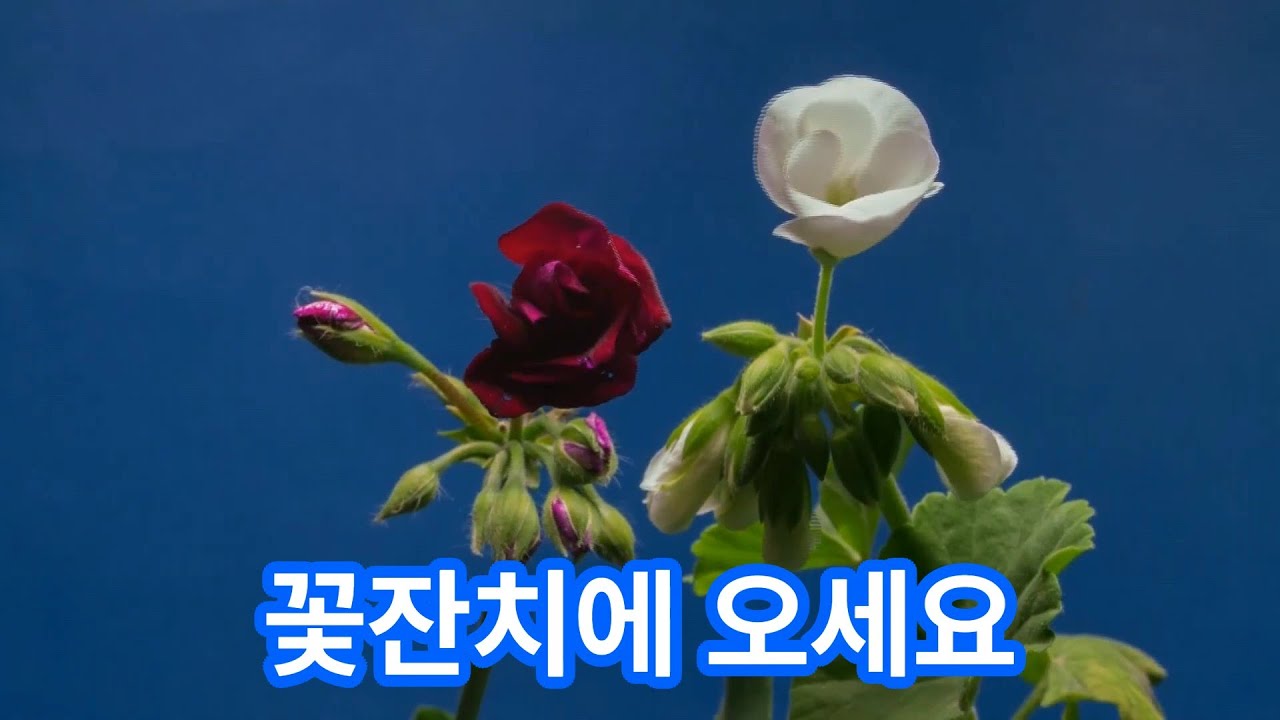 꽃 동영상 모음집 | 사계절 꽃 풍경 힐링 영상 | 자연이 주는 위로         #꽃영상 #힐링영상 #자연풍경