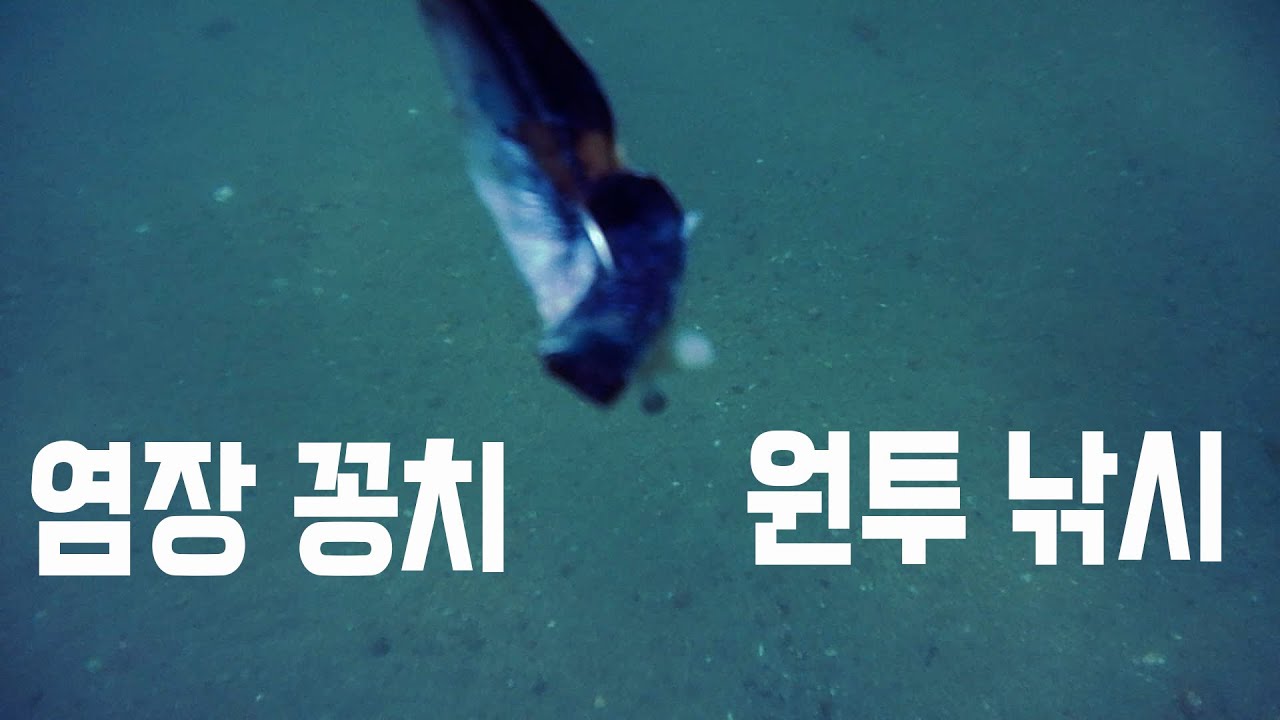 성대 잡으러 갔다가 수중 생물 구경만 실컷?! 🐟염장 꽁치 미끼 탐색 원투낚시 도전!#성대낚시 #원투낚시 #셔터놈