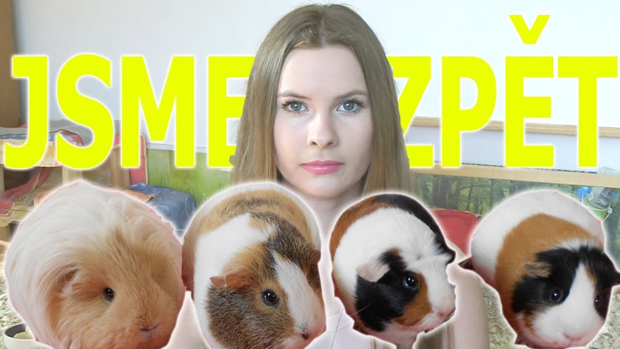 Alue a morč&aacute;tka jsou zp&aacute;tky: Jak se m&aacute;me a kolik je morč&aacute;tkům let?