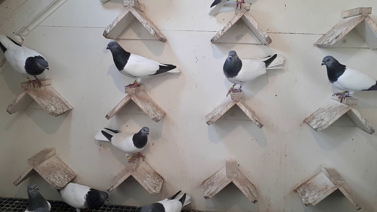 Budapesti Magasröptű Keringő (Budapest High Flying exhibition pigeons) 2017 1