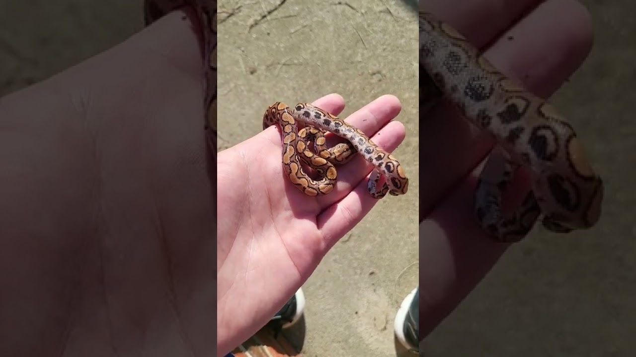Mr. Mars the Rainbow Boa in the morning sun 