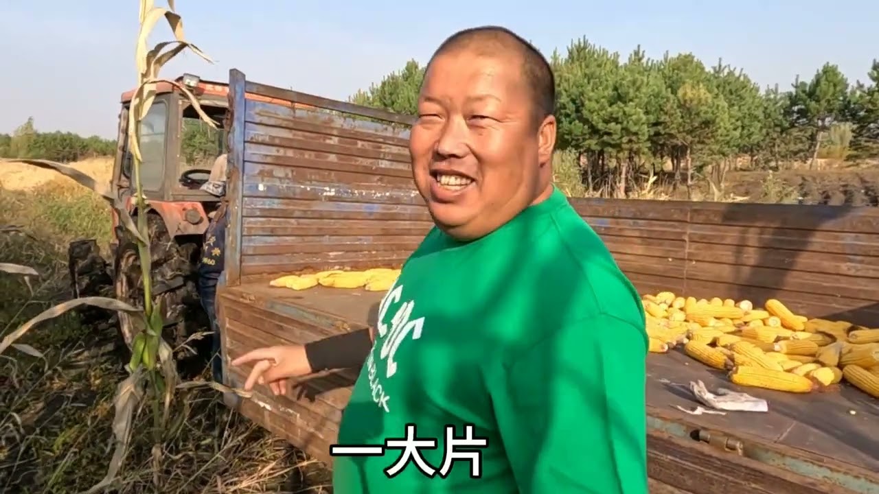 扒苞米地头，金黄的大苞米棒真喜人，午饭四个小菜边吃边聊真热闹 #农村美食 #记录真实生活