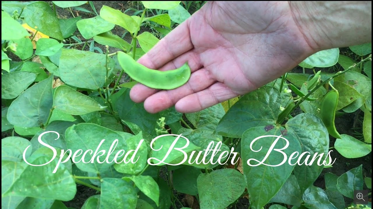 How to Harvest Speckled Butter Beans