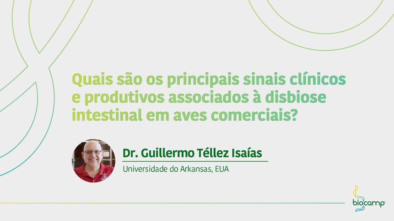 Principais sinais cl&iacute;nicos e produtivos da disbiose intestinal em aves comerciais