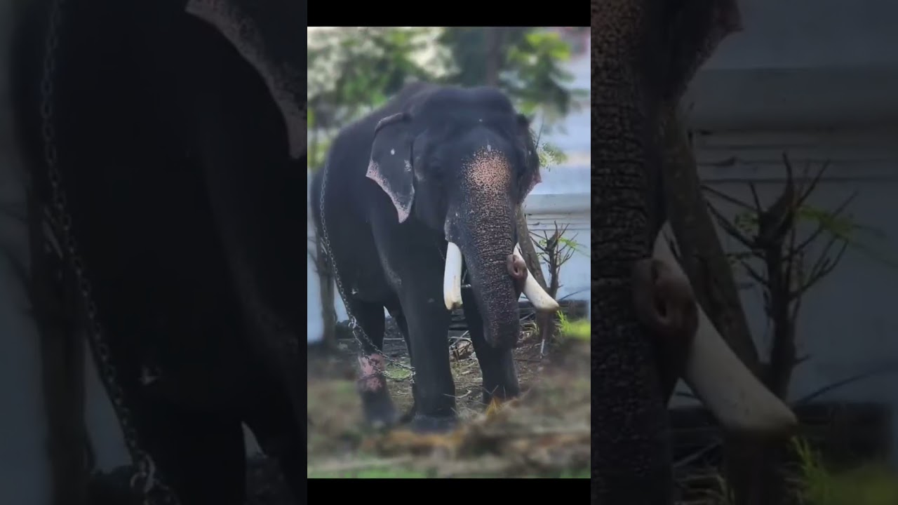 #elephant #anapremikal #animals #popular #hero #cute #viral  # #viral #love #song #shortvideo  #