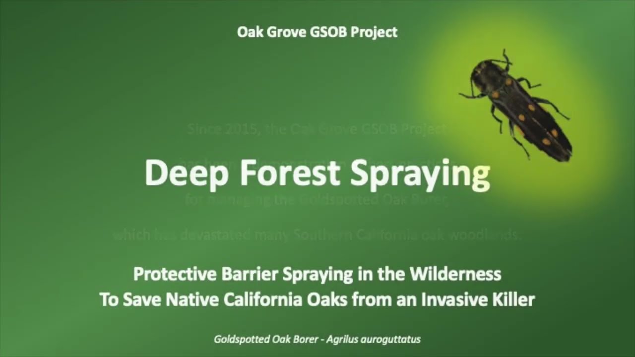 Deep Forest Spraying for GSOB