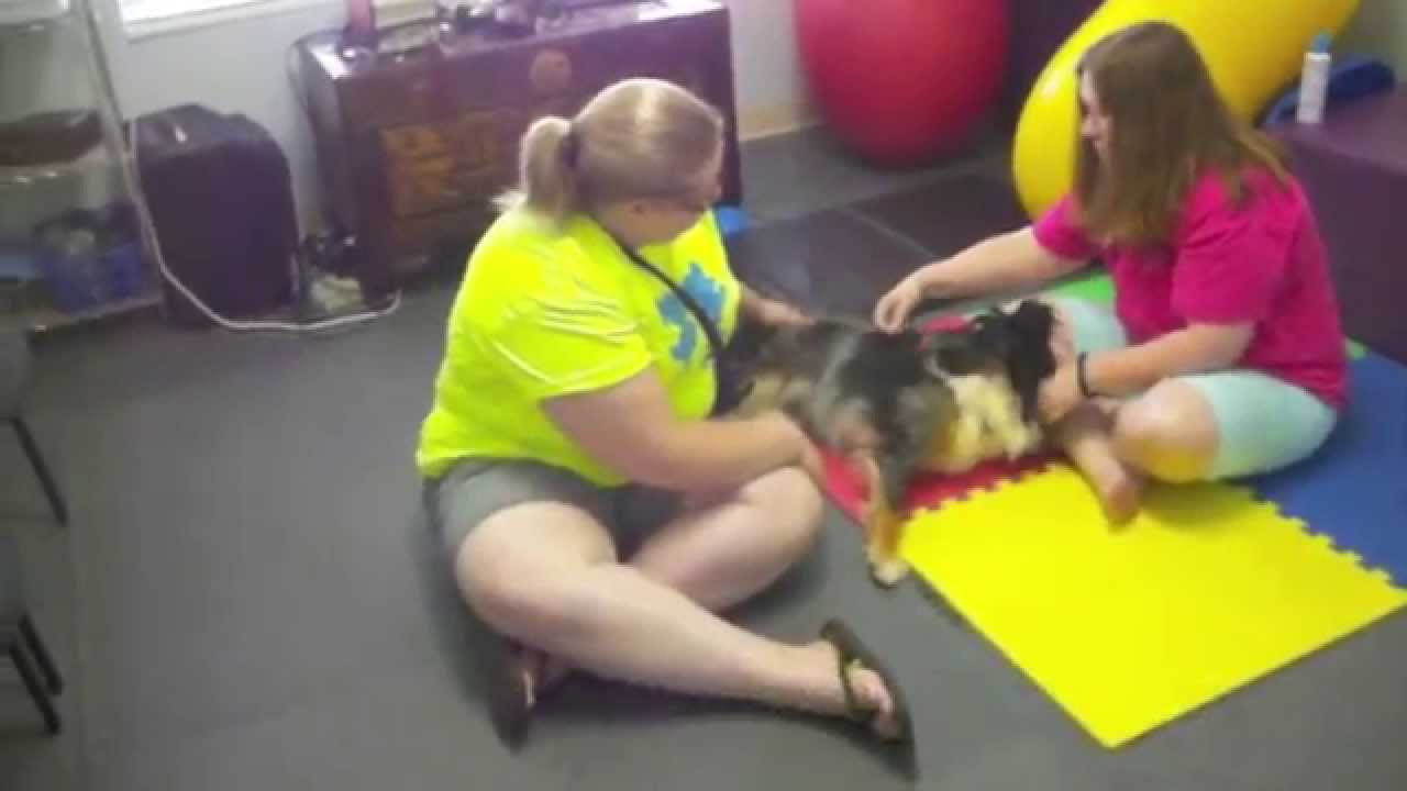 Veterinary Rehab for Tripawds Pt. 1 - Passive Range Of Motion Exercises