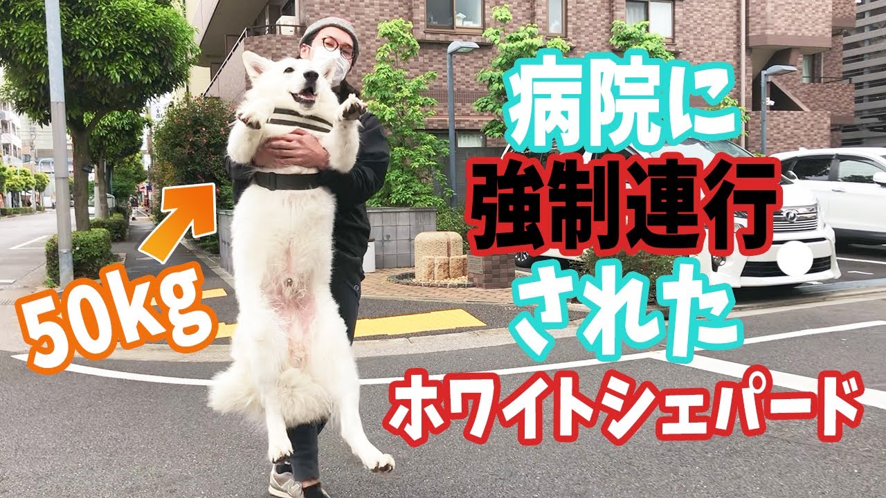 病院嫌いのホワイトシェパードを無理に連れて行ったらヤバかった…！