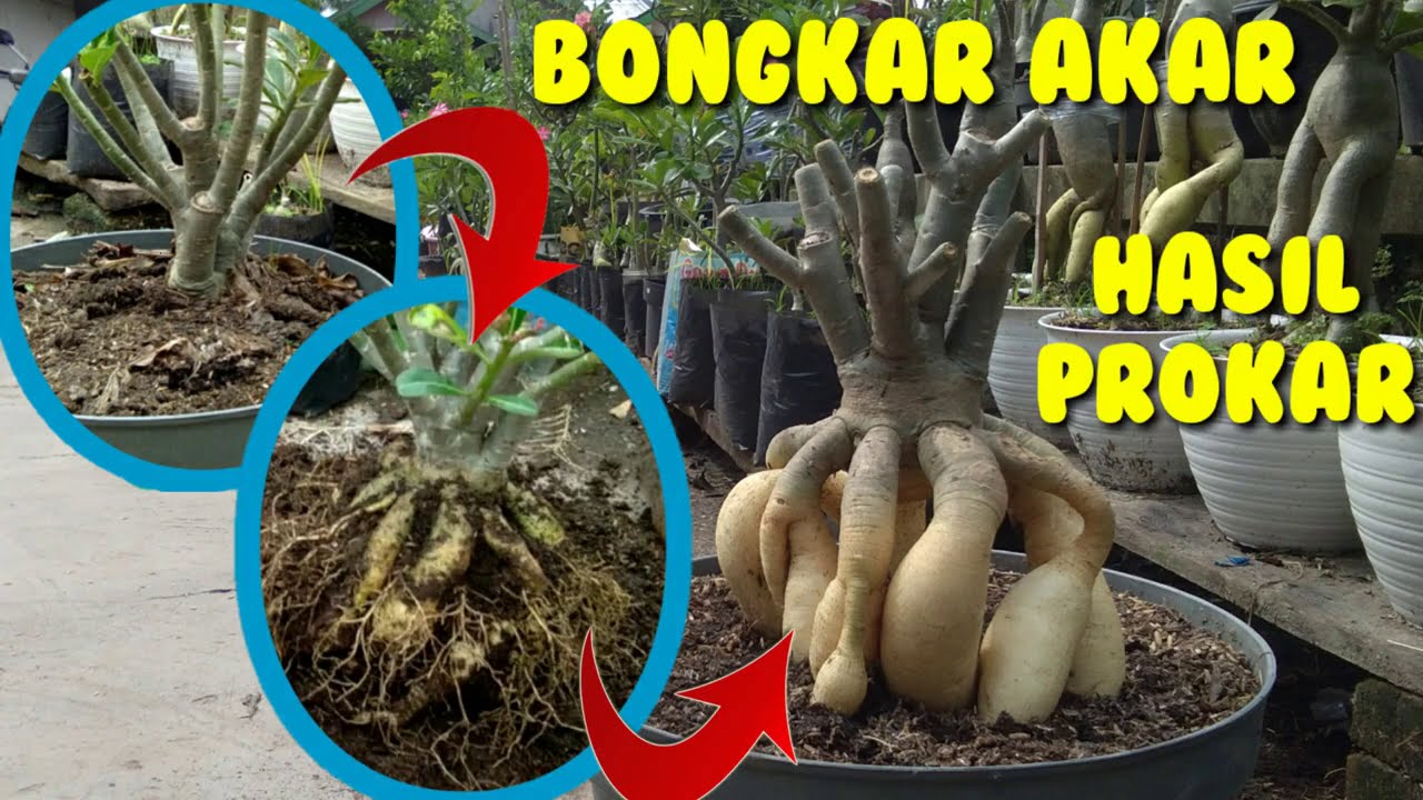 Bongkar Akar Hasil Prokar.
